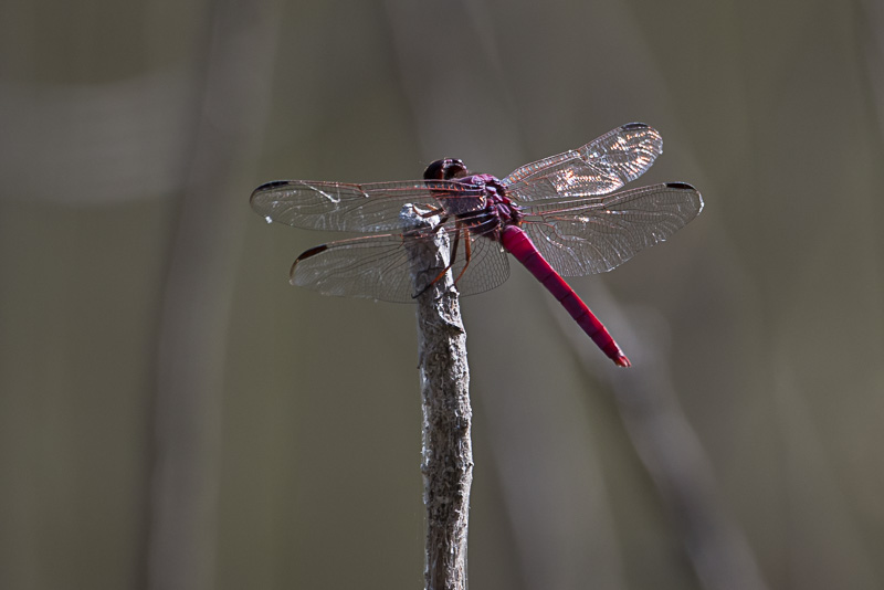 Neon Skimmer